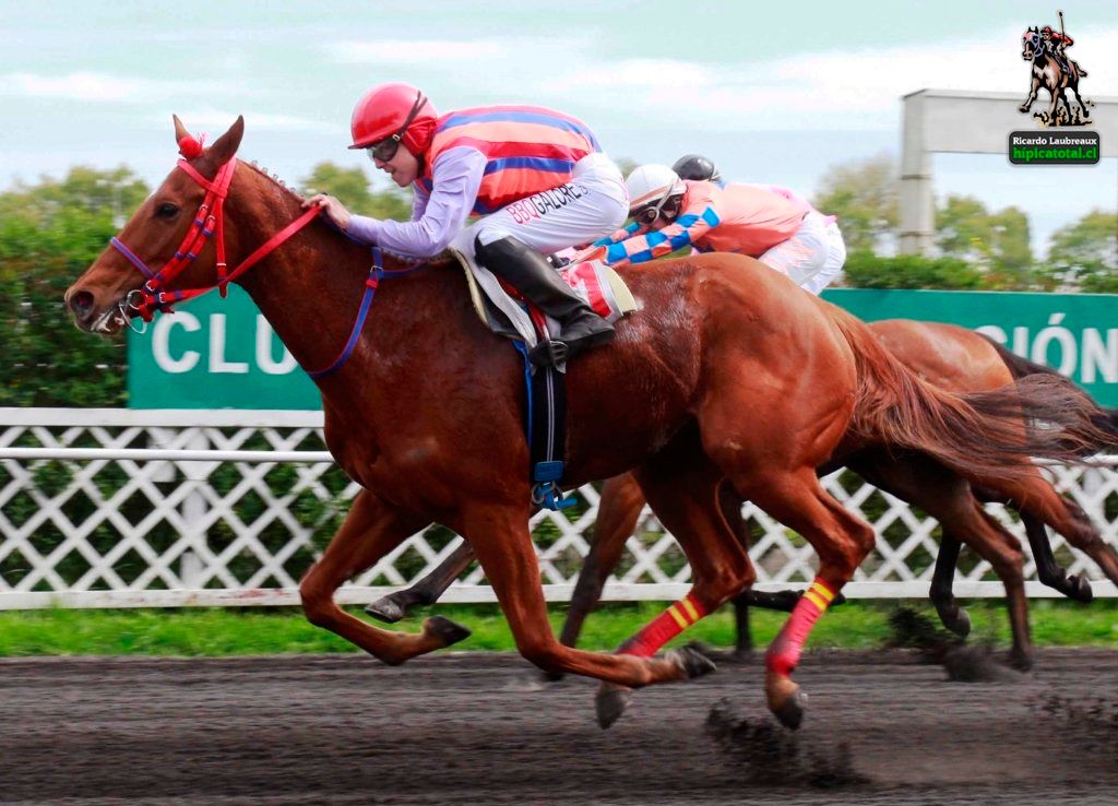 hipicatotal's tweet photo. FIN DE UNA ERA “Pagó $63.10”. La tresañera del stud MOROCO logró su segunda victoria al imponerse por 1 cuerpo en la condicional para ganadores. El aprendiz BRYAN RETAMAL guio a la pupila de ALEX CEA. #hipicatotal #FinDeUnaEra #StudMoroco #BryanRetamal #AlexCea https://t.co/dIfbICVh8w