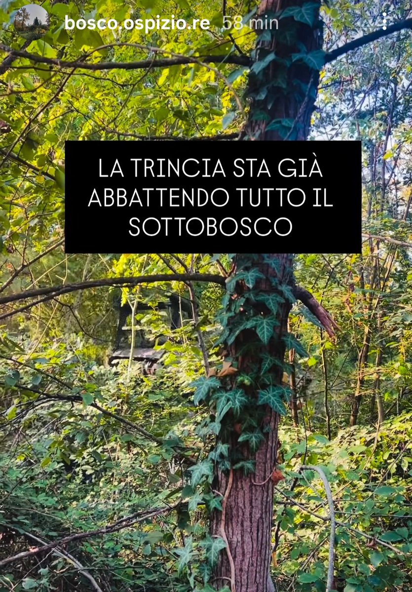 Nicola_Bressi's tweet photo. UN FALLIMENTO della collettività.
A nulla è valso ciò che indicavano validi scienziati.
A niente è servito che il Rospo Smeraldino o il Saettone siano animali protetti (mica sono orsi o colonie feline; neppure mediatici come la Cornacchia di Pordenone).
Strage nell'indifferenza. https://t.co/KS4yseSBKq