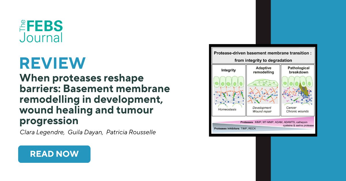 FEBSJournal's tweet photo. ✂️ As a part of our Special Issue on Extracellular Matrix—Proteases Crosstalk, Legendre and colleagues discussed how a shared protease- and extracellular matrix (ECM)-based machinery dynamically remodels laminin- and collagen IV-rich basement membrane (BM) during development, wound repair, and cancer invasion, emphasizing therapeutic strategies to restore BM integrity.

📕 When proteases reshape barriers: Basement membrane remodelling in development, wound healing and tumour progression

📖 Basement membrane (BM) homeostasis relies on a balance between integrity, controlled remodelling and pathological degradation. Increased protease expression beneath the BM, along with reduced levels of endogenous protease inhibitors, drives the transition from a continuous, protective barrier to a discontinuous interface. This facilitates protease-dependent tissue remodelling during normal physiological processes and, when uncontrolled, permits cell invasion, disrupts basement membrane architecture and contributes to disease-associated matrix instability in various pathological contexts.

✍ Clara Legendre, Guila DAYAN, Patricia Rousselle

Explore the full review article here ➡️ https://t.co/PJgs1Bsvo2

#basementmembrane #protease #ECM #development #invasion #cancer