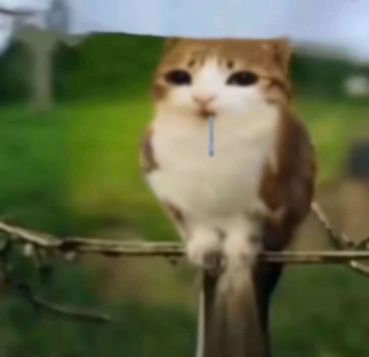 meowlposter's tweet photo. does he even think https://t.co/nzWh7ut1D0