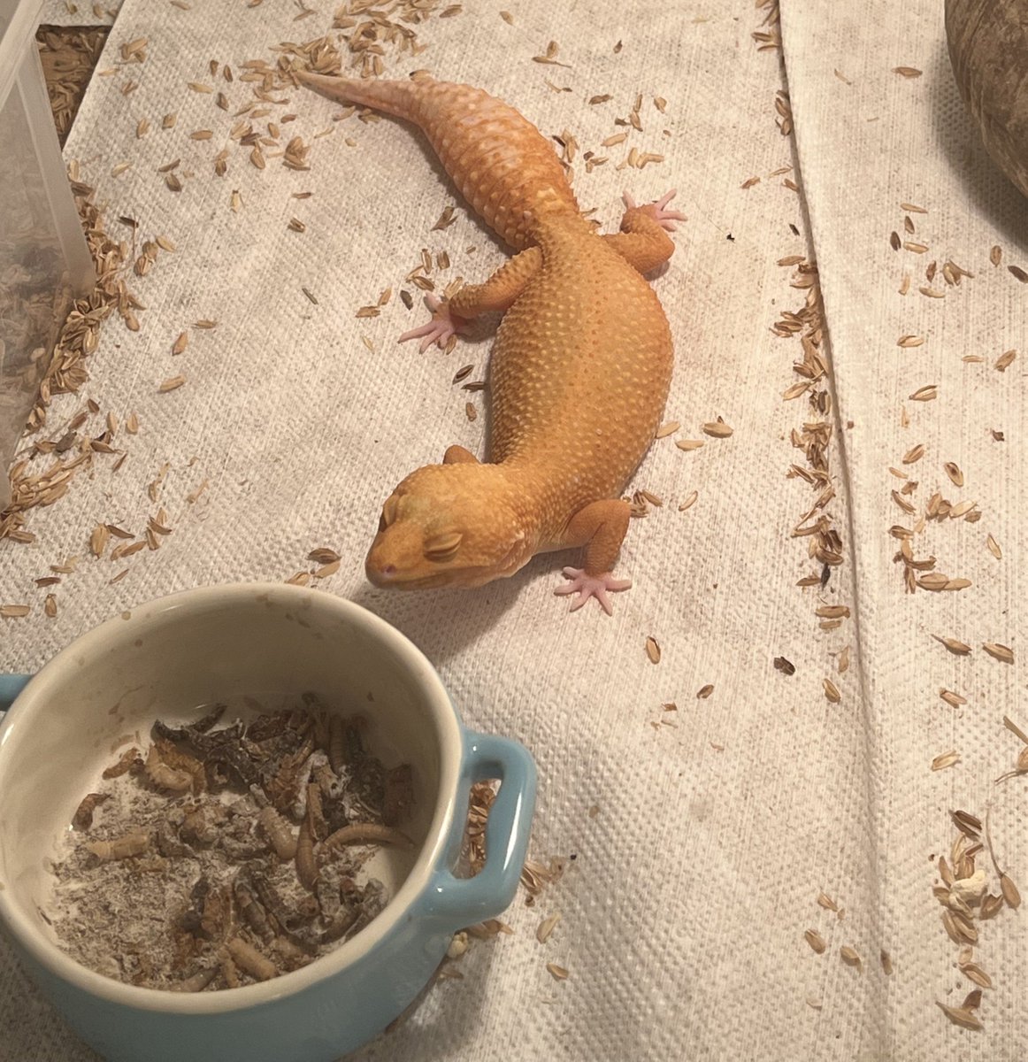 KReptileExport's tweet photo. ご飯を食べに来たのか、
ご飯になりに来たのか分からない😂🦎
お腹パンパンすぎ🤣
#レオパ #レオパードゲッコー #爬虫類 #爬虫類好きと繋がりたい https://t.co/AZJsHYbqRF