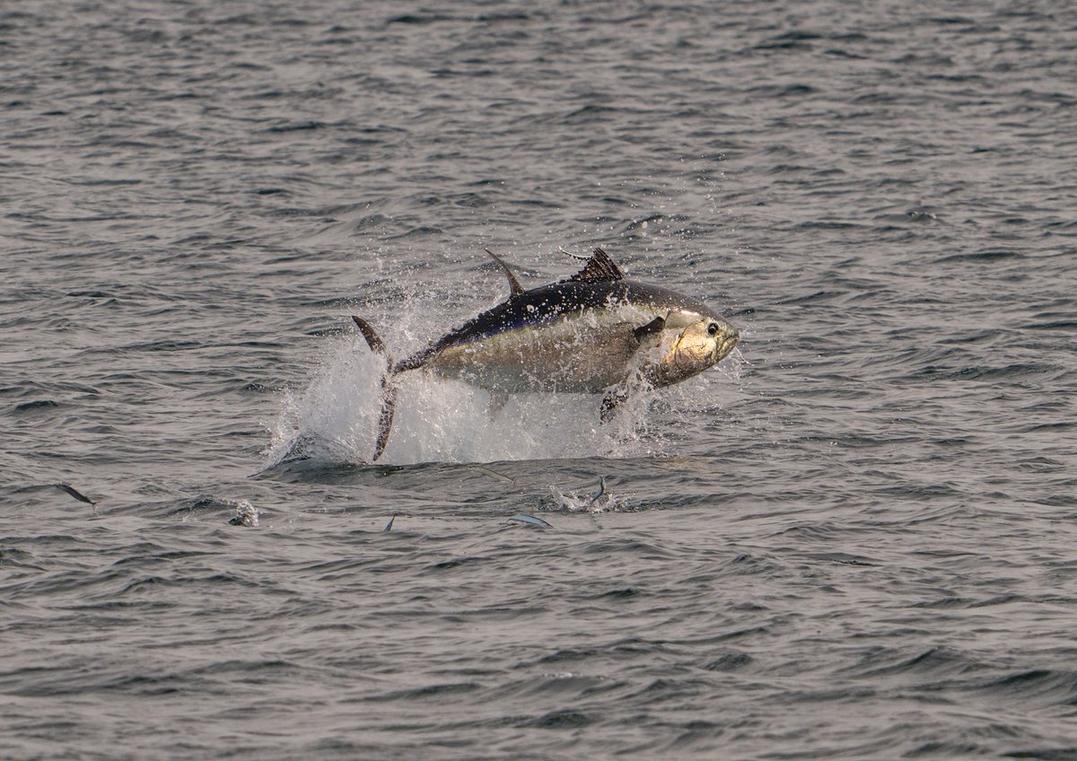 swoptics's tweet photo. You never know what you’ll spot from the English coast! 

These tuna were photographed from shore by two SWO team members last week. 

Grab your optics, get outside and keep your eyes peeled!

#SouthWestOptics #WildlifeWatching #CoastalWildlife #Devon https://t.co/QqEKznrSB9