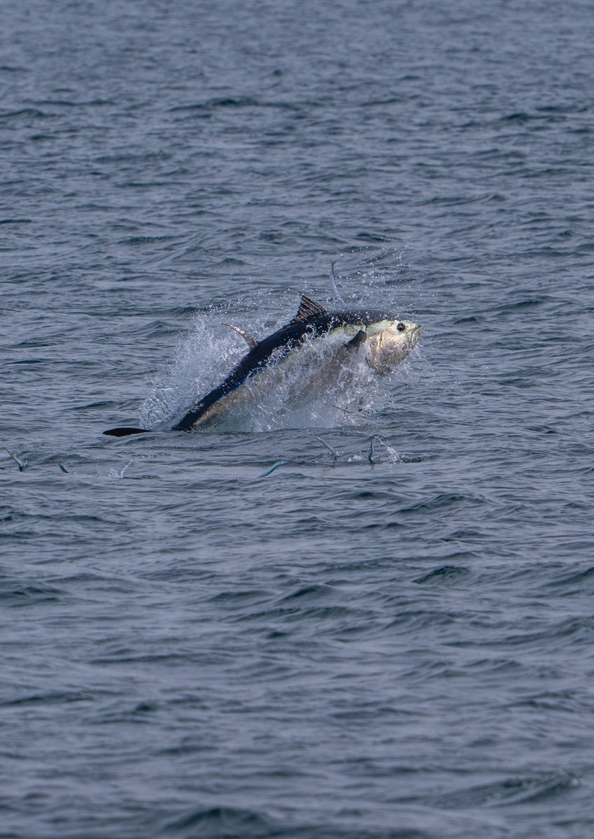 swoptics's tweet photo. You never know what you’ll spot from the English coast! 

These tuna were photographed from shore by two SWO team members last week. 

Grab your optics, get outside and keep your eyes peeled!

#SouthWestOptics #WildlifeWatching #CoastalWildlife #Devon https://t.co/QqEKznrSB9