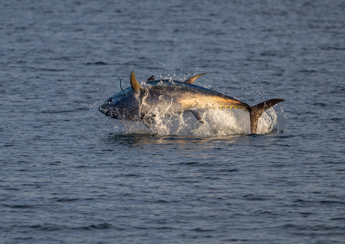 swoptics's tweet photo. You never know what you’ll spot from the English coast! 

These tuna were photographed from shore by two SWO team members last week. 

Grab your optics, get outside and keep your eyes peeled!

#SouthWestOptics #WildlifeWatching #CoastalWildlife #Devon https://t.co/QqEKznrSB9