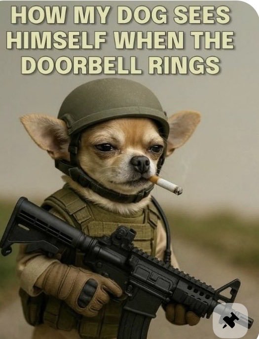 ACheryl80675's tweet photo. Warrior Wednesday!😎🐕🐕🐕 https://t.co/oAMqyNSTfk