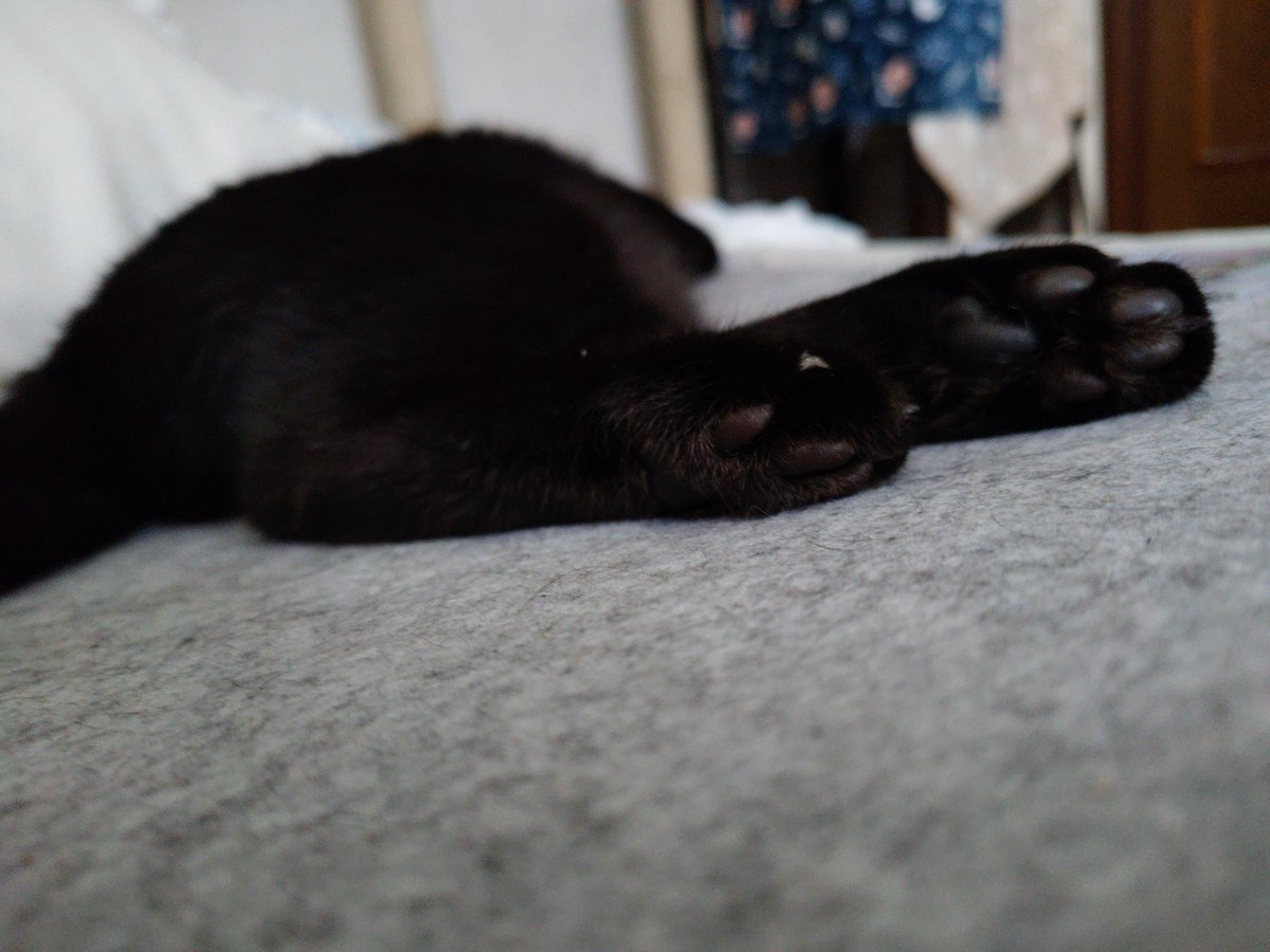 erieriri_28's tweet photo. 残業で疲れた心を猫ちゃんの肉球🐾で癒してもらう〜😩

#黒猫　#猫のいる幸せ
#猫好きさんと繋がりたい https://t.co/oCHOTCNyPC