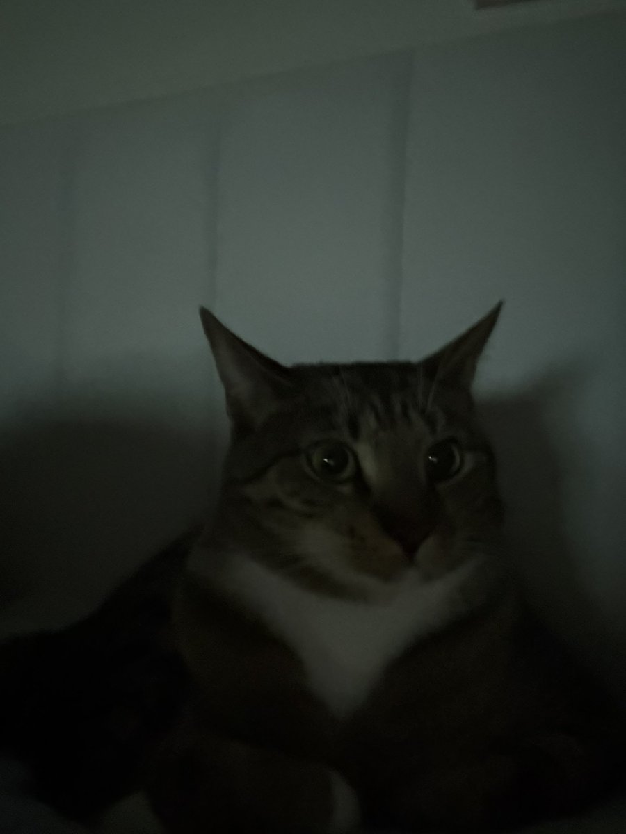 mrmeowserr's tweet photo. no pop a rot see plees https://t.co/MQsYBbecnu