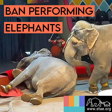 stae_elephants's tweet photo. Elephant performances are cruel and completely unnecessary. We need to end these brutal performances immediately. https://t.co/Zc5174NP6W