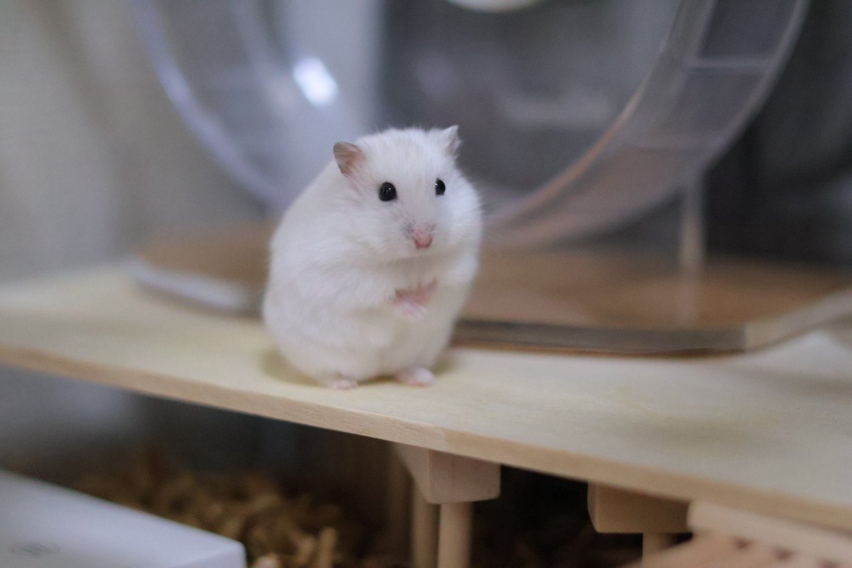 hamster_so_cute's tweet photo. つきみ推定誕生日🎊　𝓕𝓲𝓻𝓼𝓽 𝓪𝓷𝓷𝓲𝓿𝓮𝓻𝓼𝓪𝓻𝔂
来年も再来年も祝えると良いな https://t.co/iUycSl5HYT
