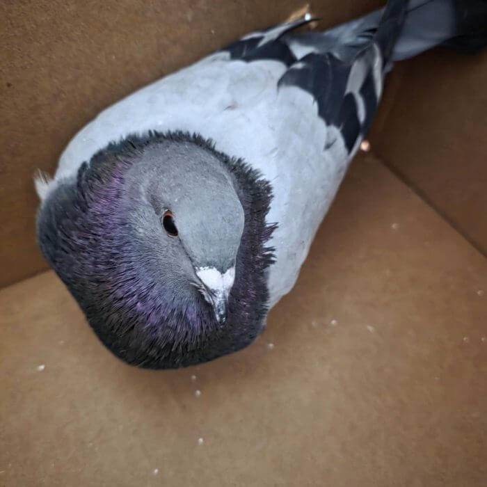 RFPSCarl's tweet photo. Hey there, feathery friends! 🕊️ Meet Polly Pigeon in her posh penthouse—a.k.a. cardboard box chic! Check out those neck bling feathers! We're showering her with all the TLC. Who knew pigeons could be so glam? #PigeonPizzazz #RuffledFeathersSquad #BirdsOfACardboardBox https://t.co/OEsKiNMk7t