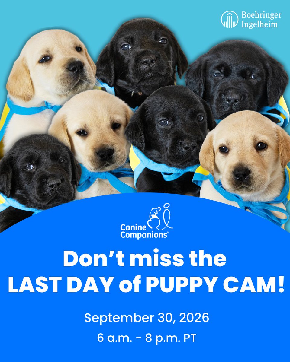 canineorg's tweet photo. 📢 LAST DAY of PUPPY CAM! 🐶 It's your last chance to watch adorable future #servicedog puppies before they go off to their volunteer puppy raisers!  

🐾 Watch NOW: https://t.co/wCqqYKGgqc 

#LeadWithIndependence #servicedog #puppies #livecam #servicedog #livestreaming https://t.co/kJgFUp3w5L