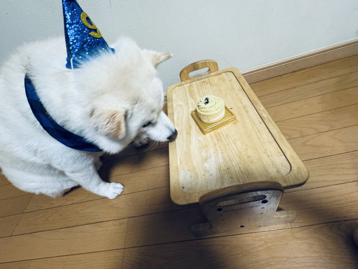 Siro1893294's tweet photo. シロくん今日が誕生日で9歳になりました。長生きしてね
#犬との暮らし
#柴犬
よければお祝いしてください。 https://t.co/3uT60O71j8