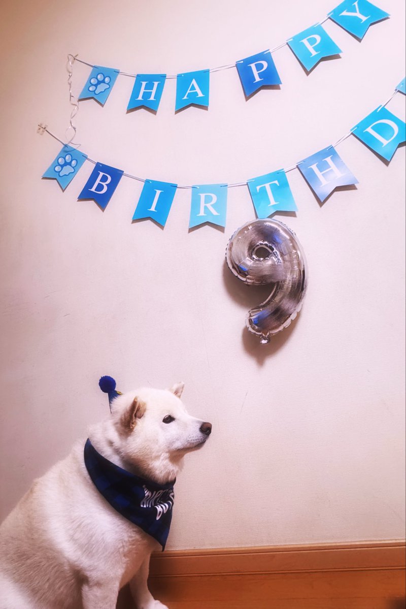 Siro1893294's tweet photo. シロくん今日が誕生日で9歳になりました。長生きしてね
#犬との暮らし
#柴犬
よければお祝いしてください。 https://t.co/3uT60O71j8