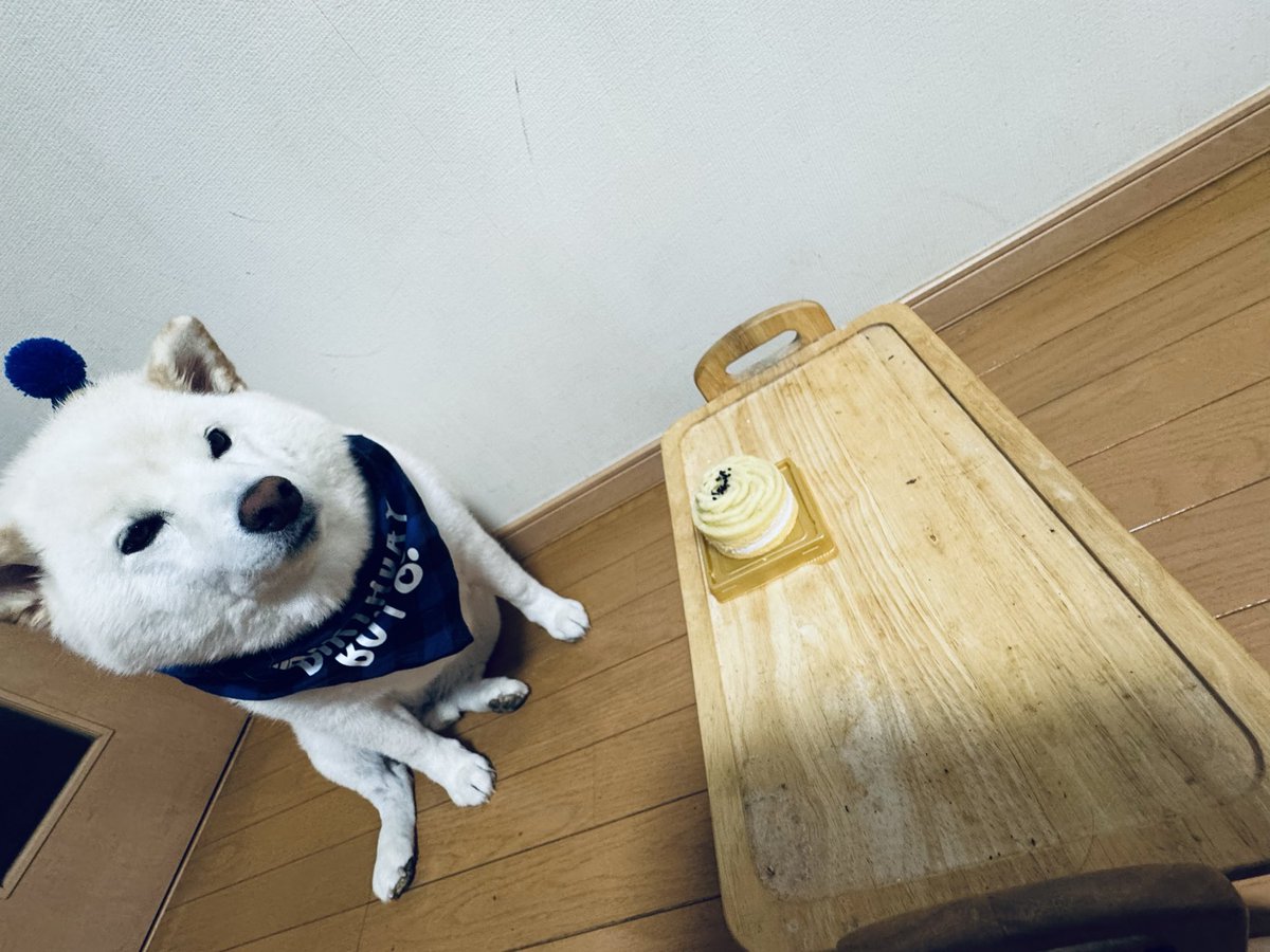 Siro1893294's tweet photo. シロくん今日が誕生日で9歳になりました。長生きしてね
#犬との暮らし
#柴犬
よければお祝いしてください。 https://t.co/3uT60O71j8