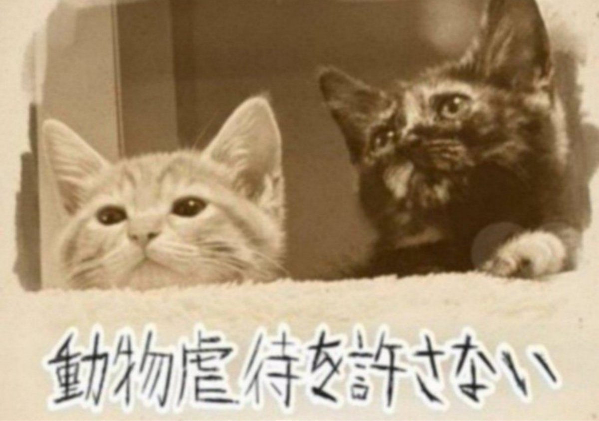 0101Kadue's tweet photo. 毎週水曜日🕘21時〜🕙22時
　📢ツイデモ中📢
🙇‍♀デモ中はTLを失礼します🙇‍♀
Every Wednesday
Demonstration to protect animals

物言えない動物も
人間と同じように生きている。
言葉が通じなくても
命の価値はみんな平等

＃動物虐待を許さない
#動物はモノじゃない https://t.co/4U3TzjV2mO