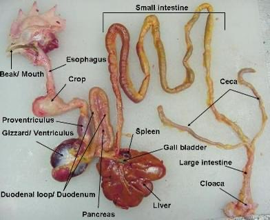 evornithology's tweet photo. Birds have a food storage organ called a crop at the beginning of their digestive tract. Similar to a chipmunk packing its cheeks with acorns, they can fill their crop with food (seeds in the case of this American Goldfinch) and digest them at a later time. https://t.co/ZjP3Id7s7k