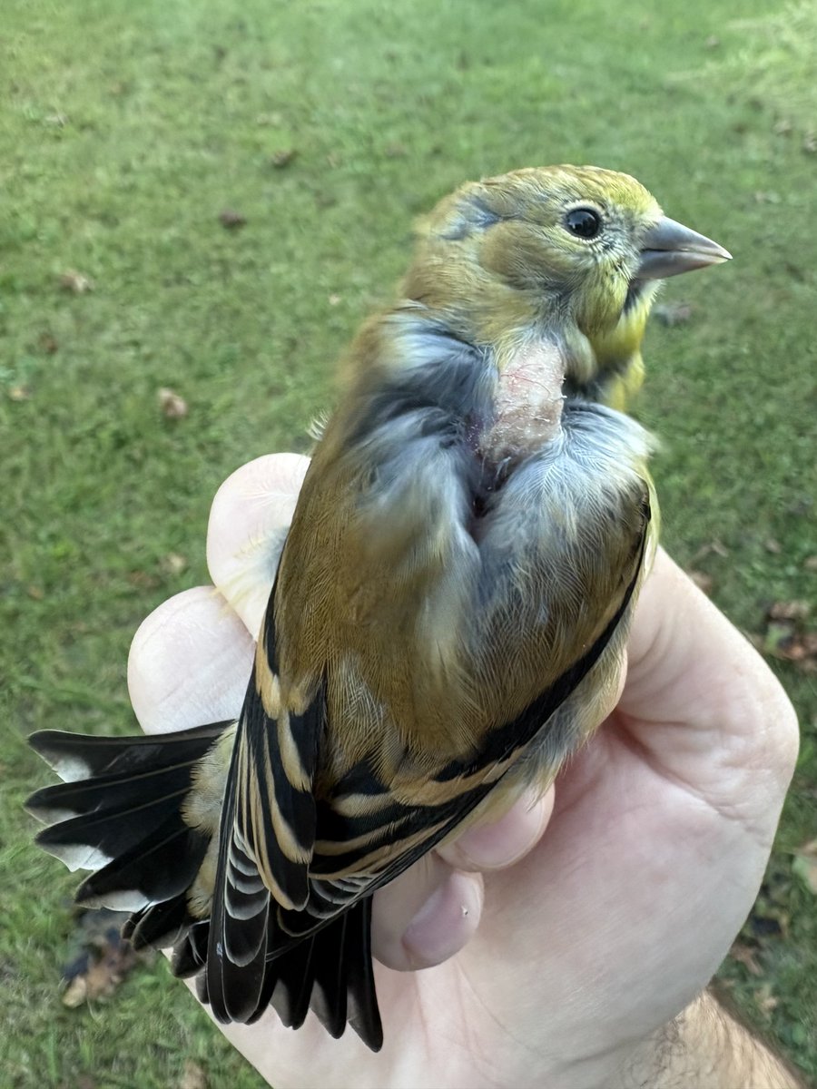 evornithology's tweet photo. Birds have a food storage organ called a crop at the beginning of their digestive tract. Similar to a chipmunk packing its cheeks with acorns, they can fill their crop with food (seeds in the case of this American Goldfinch) and digest them at a later time. https://t.co/ZjP3Id7s7k