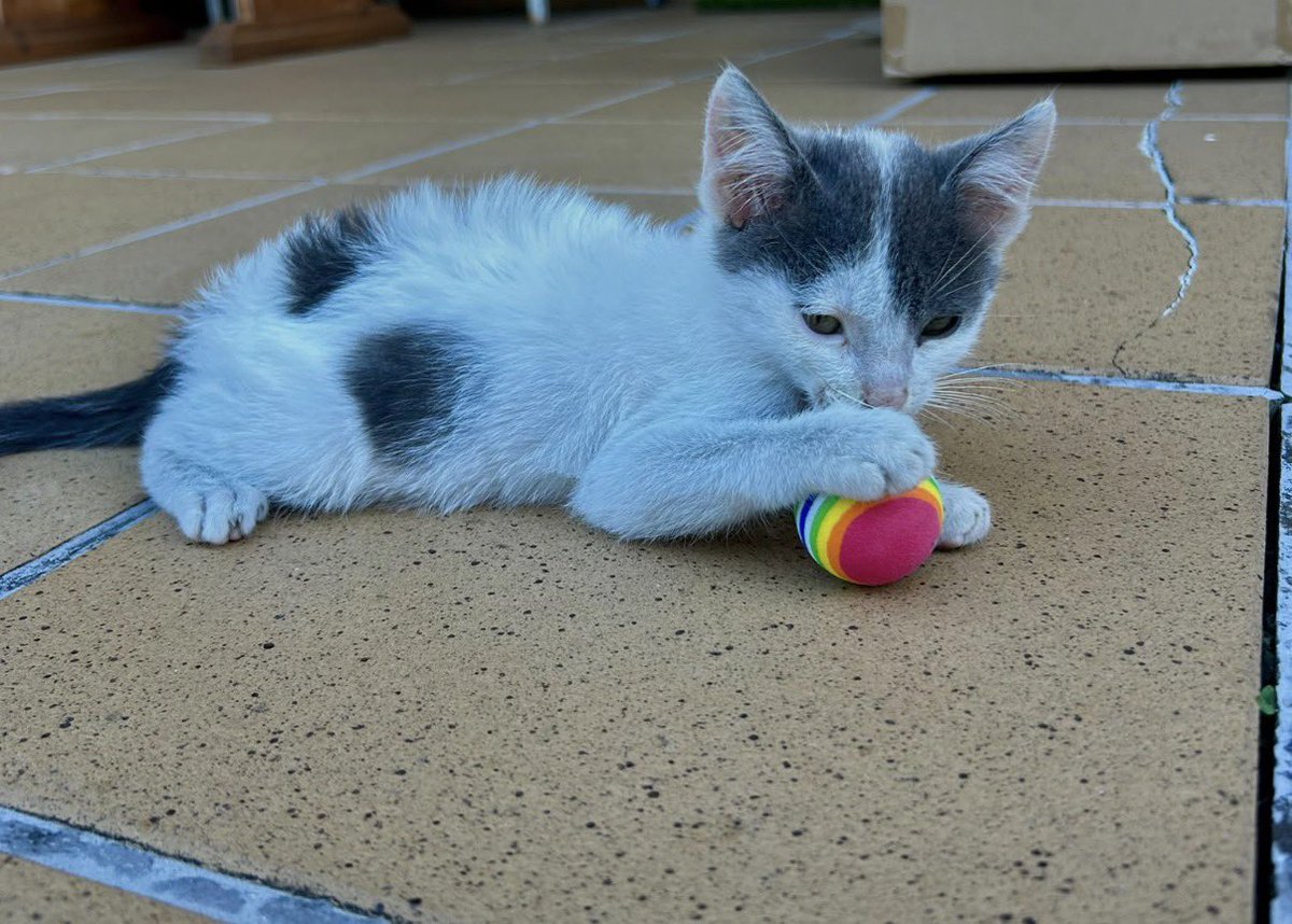 Abeiroanimal's tweet photo. O precioso e pequeno Fusco xa ten fogar permanente. A súa familia di que é un gatińo adorábel, sempre ronroneando e buscando carińo. A adopción salva vidas 💕 https://t.co/0sMFdCzdZ4