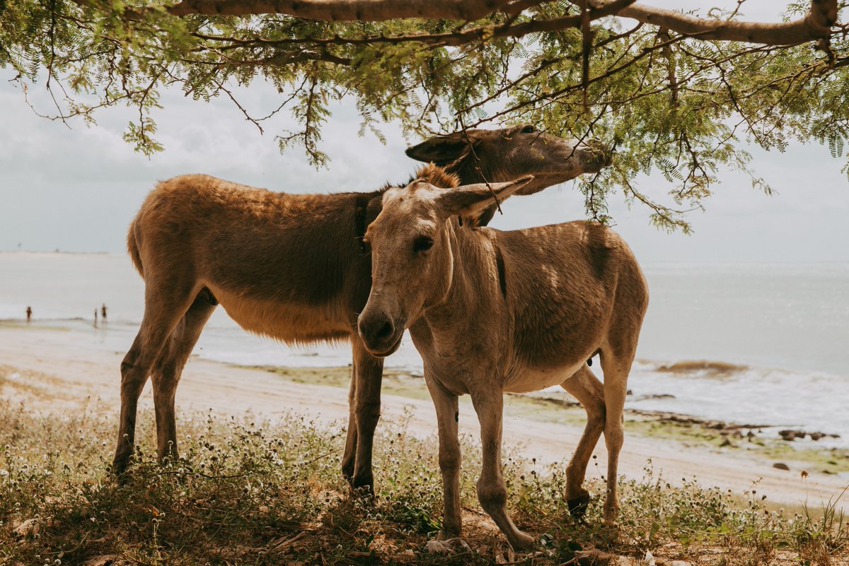 Animals_MDPI's tweet photo. 🫏🥛 What can donkey milk tell us about nutrition and food safety?

This study examines its mineral composition and contaminants across four seasons, finding rich levels of essential minerals and generally safe contaminant levels.

🔗 https://t.co/Dyb3raZ5jo

#DonkeyMilk https://t.co/yvBDf3CPgD