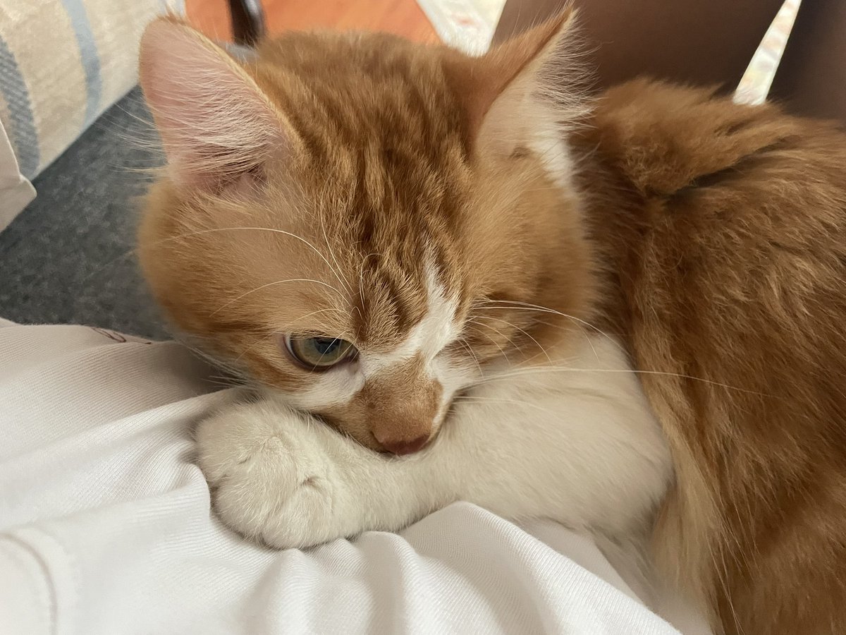 mightbeberika's tweet photo. annemin bir deri botunu iki de spor ayakkabısını kemirip diş izi bıraktığı için küstüler artık sadece benle yatıyor https://t.co/9h7P0NsSlt