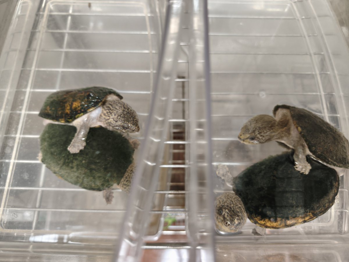 Tigerpeltifer's tweet photo. 季節の変わり目ですね。
温度変化に敏感で、水換え直後もよく交尾します。
今日はお隣さんも！！

#スジクビニオイガメ　#スジクビ繁殖　#ニオイガメ交尾 https://t.co/XEulKVptwO