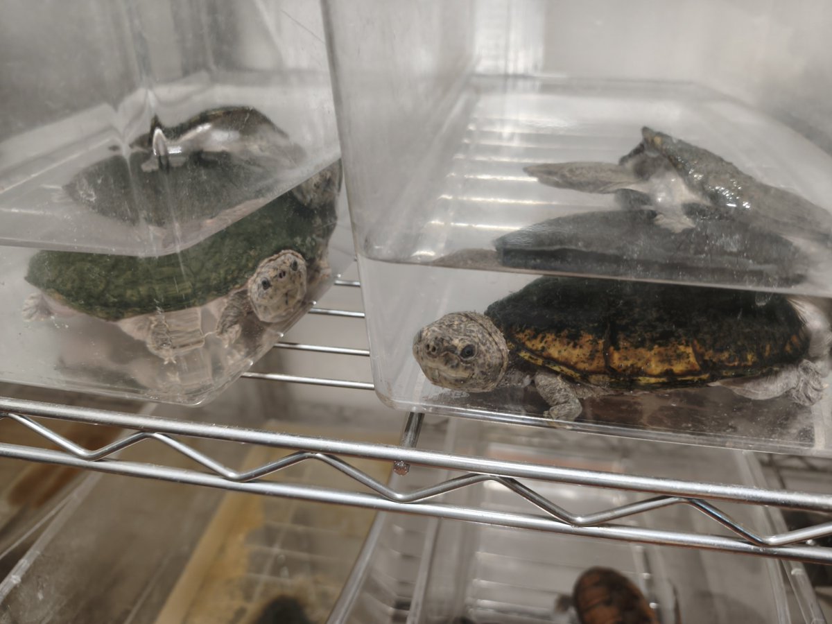 Tigerpeltifer's tweet photo. 季節の変わり目ですね。
温度変化に敏感で、水換え直後もよく交尾します。
今日はお隣さんも！！

#スジクビニオイガメ　#スジクビ繁殖　#ニオイガメ交尾 https://t.co/XEulKVptwO