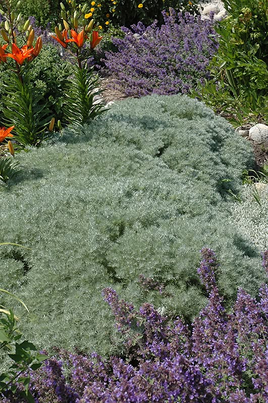 TheBiotaDiary's tweet photo. Silver Mound Artemisia for landscaping

#silvermoundartemisia #flower #diary https://t.co/TlgWcFjuR9
