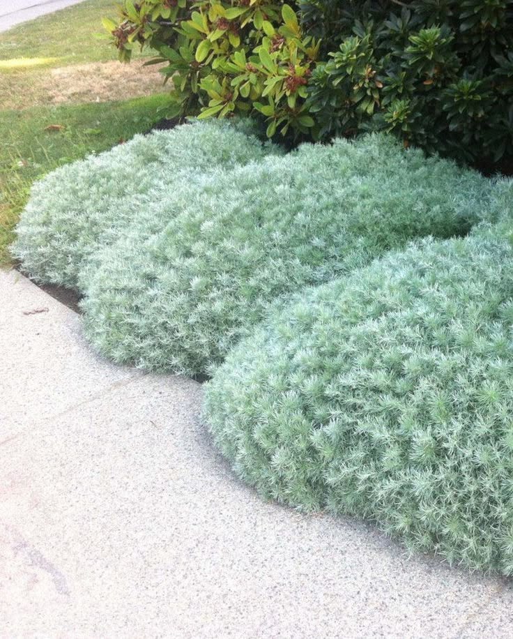 TheBiotaDiary's tweet photo. Silver Mound Artemisia for landscaping

#silvermoundartemisia #flower #diary https://t.co/TlgWcFjuR9