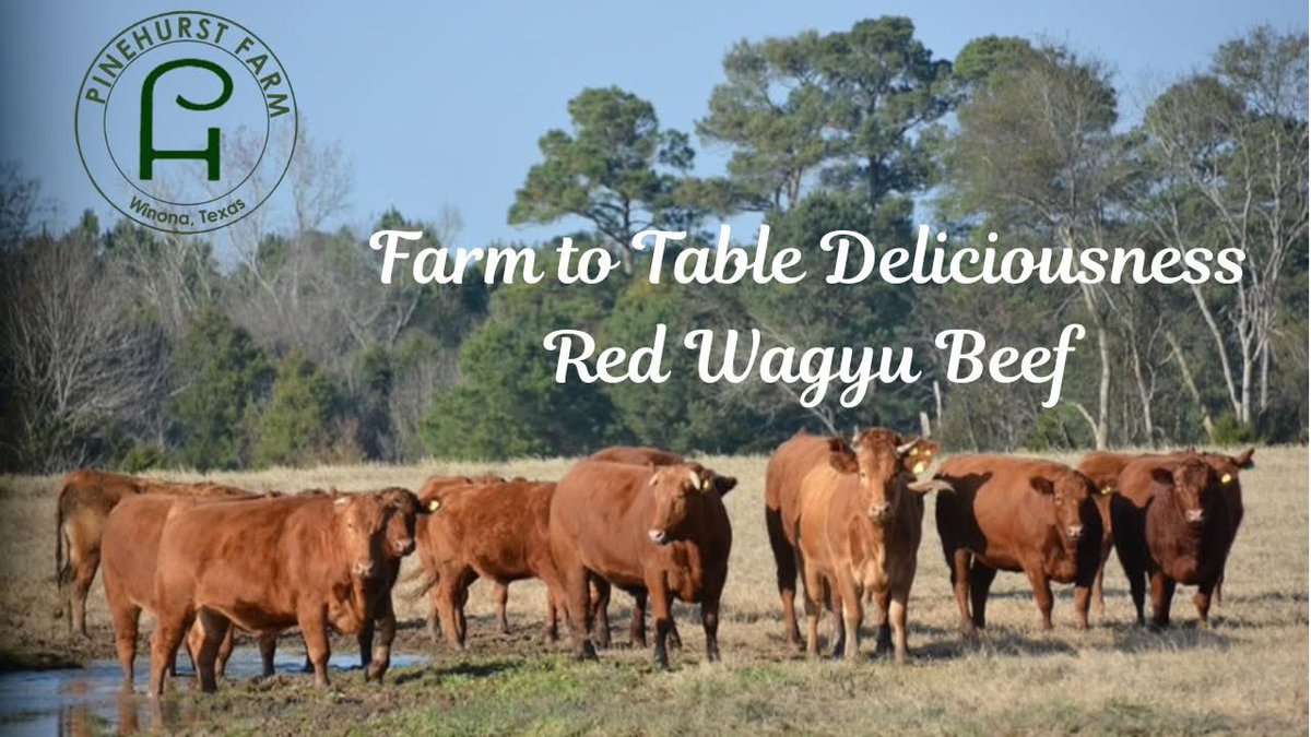 PinehurstFarm's tweet photo. We raise the highest quality Red Wagyu beef on our East Texas farm.  Find out more and order your cuts at https://t.co/Pk6q5hljQ7. #farmtotablefood #RedWagyu #beef https://t.co/qBMqAKe27f