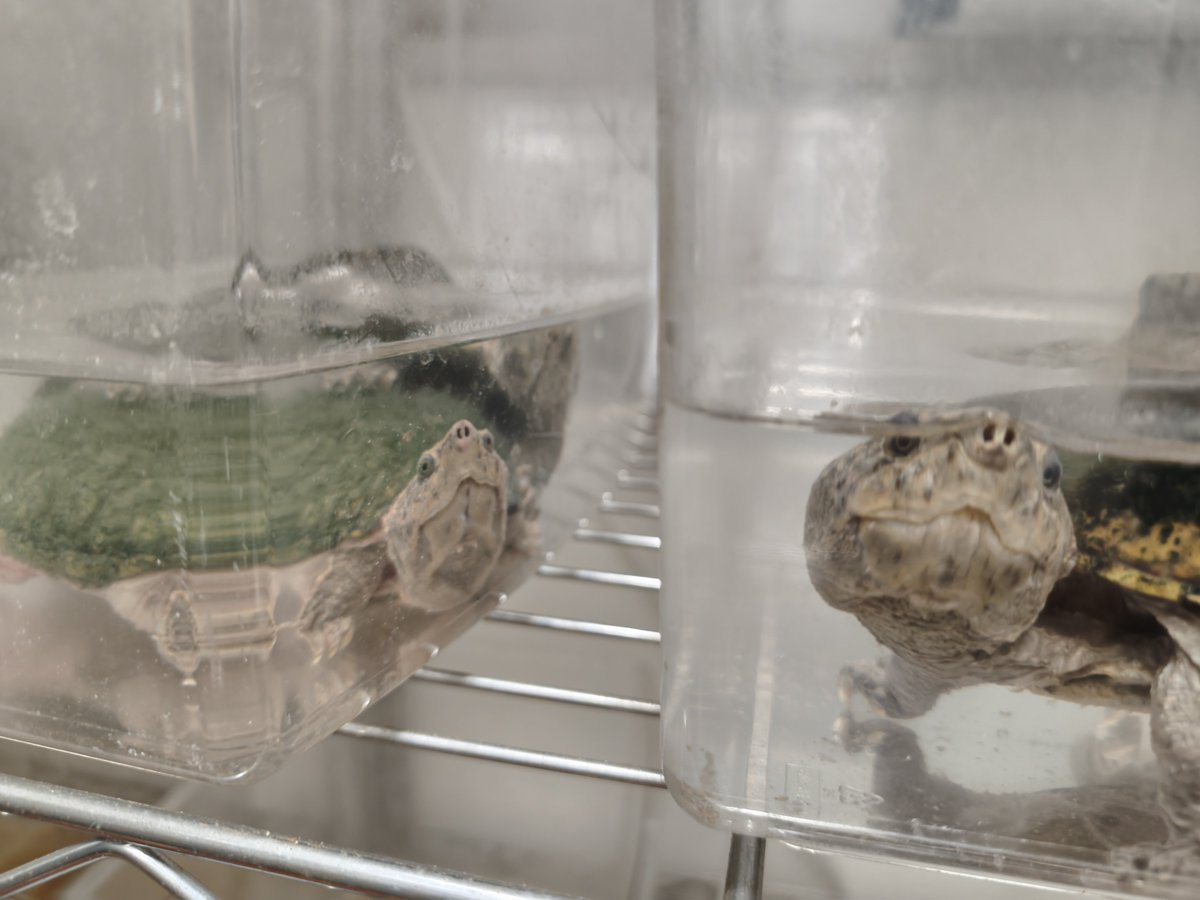 Tigerpeltifer's tweet photo. 季節の変わり目ですね。
温度変化に敏感で、水換え直後もよく交尾します。
今日はお隣さんも！！

#スジクビニオイガメ　#スジクビ繁殖　#ニオイガメ交尾 https://t.co/XEulKVptwO
