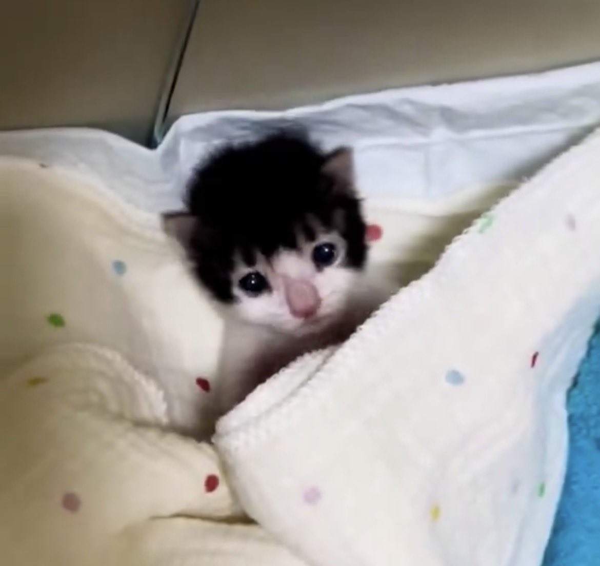 lobsagi's tweet photo. i cant get over this kitten looking like sae https://t.co/SUFhf3X7Rk
