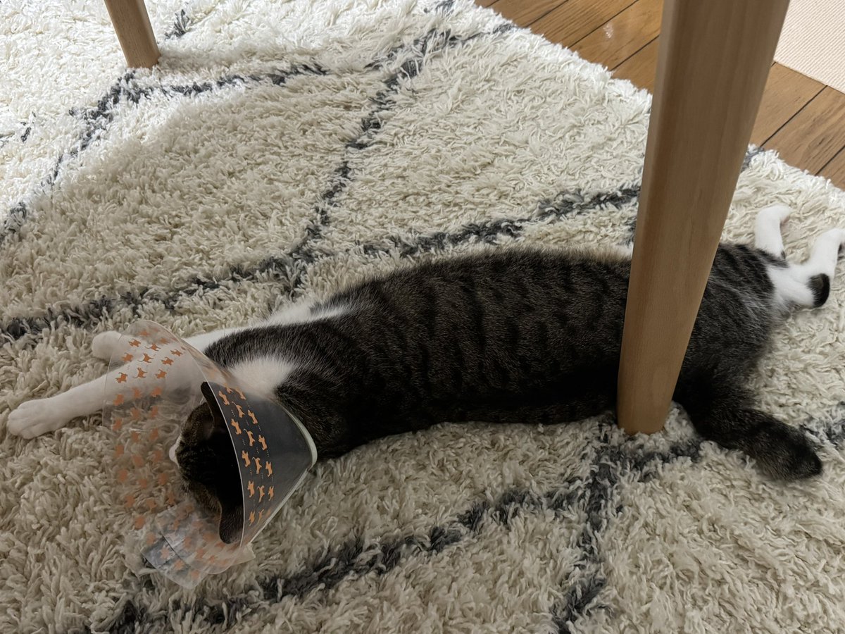 kirushu2's tweet photo. 猫との暮らし2年261日目
エリザベスカラーをしながら寝てるボタン君。
もうエリザベスカラーしてても普段通りに過ごすようになってきた😸
#保護猫 #譲渡会 #猫好きさんと繫がりたい  #ねこのいる暮らし https://t.co/qFvmlh5XAW