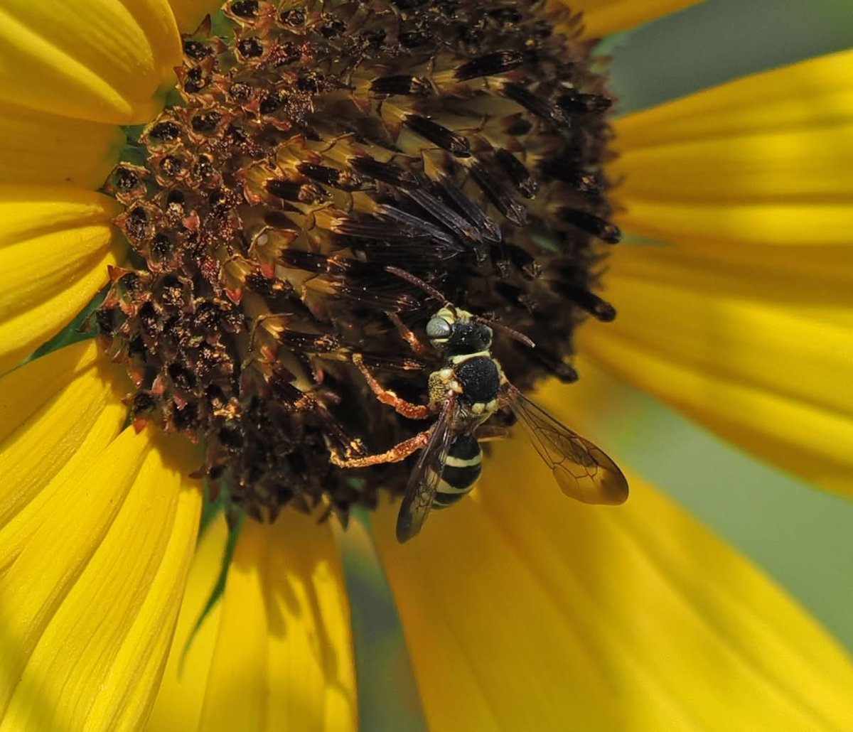TheHolyHabibee's tweet photo. How do you tell a cuckoo bee apart from a wasp? They're both hairless, they're both "wasp-waisted" (due to a fusion of the last segment of the thorax with the first segment of the abdomen) and both consume nectar

If you ask me, I'd say "I just know" based on their flight. Wasps appear different on the wing and so I stick with my gut feeling to identify them. 

That's not good enough at times, nor is that good enough for you, so we go deeper. Look at the flight times, look at the surroundings. If you see a cuckoo, odds are her host species is nearby (and if you see a male cuckoo, odds are a female is nearby and thus the host is nearby). 

All this rambling stopped me from introducing Bee of the Day 340, Nomada texana, the Texan Nomad bee, a cuckoo bee belonging to a genus that parasitises ground nesting bees belonging to genera like Andrena, Agapostemon, Melitta, Eucera & Exomalopsis.

(The exact host of N. texana is not known to me, but you can safely assume it's a ground nesting bee!)

📷Roy Beckemeyer, Kansas