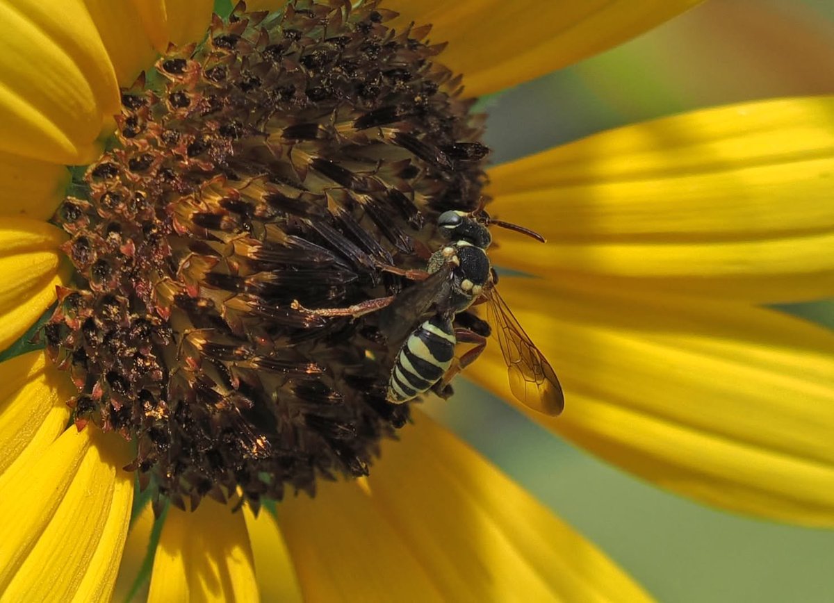 TheHolyHabibee's tweet photo. How do you tell a cuckoo bee apart from a wasp? They're both hairless, they're both "wasp-waisted" (due to a fusion of the last segment of the thorax with the first segment of the abdomen) and both consume nectar

If you ask me, I'd say "I just know" based on their flight. Wasps appear different on the wing and so I stick with my gut feeling to identify them. 

That's not good enough at times, nor is that good enough for you, so we go deeper. Look at the flight times, look at the surroundings. If you see a cuckoo, odds are her host species is nearby (and if you see a male cuckoo, odds are a female is nearby and thus the host is nearby). 

All this rambling stopped me from introducing Bee of the Day 340, Nomada texana, the Texan Nomad bee, a cuckoo bee belonging to a genus that parasitises ground nesting bees belonging to genera like Andrena, Agapostemon, Melitta, Eucera & Exomalopsis.

(The exact host of N. texana is not known to me, but you can safely assume it's a ground nesting bee!)

📷Roy Beckemeyer, Kansas