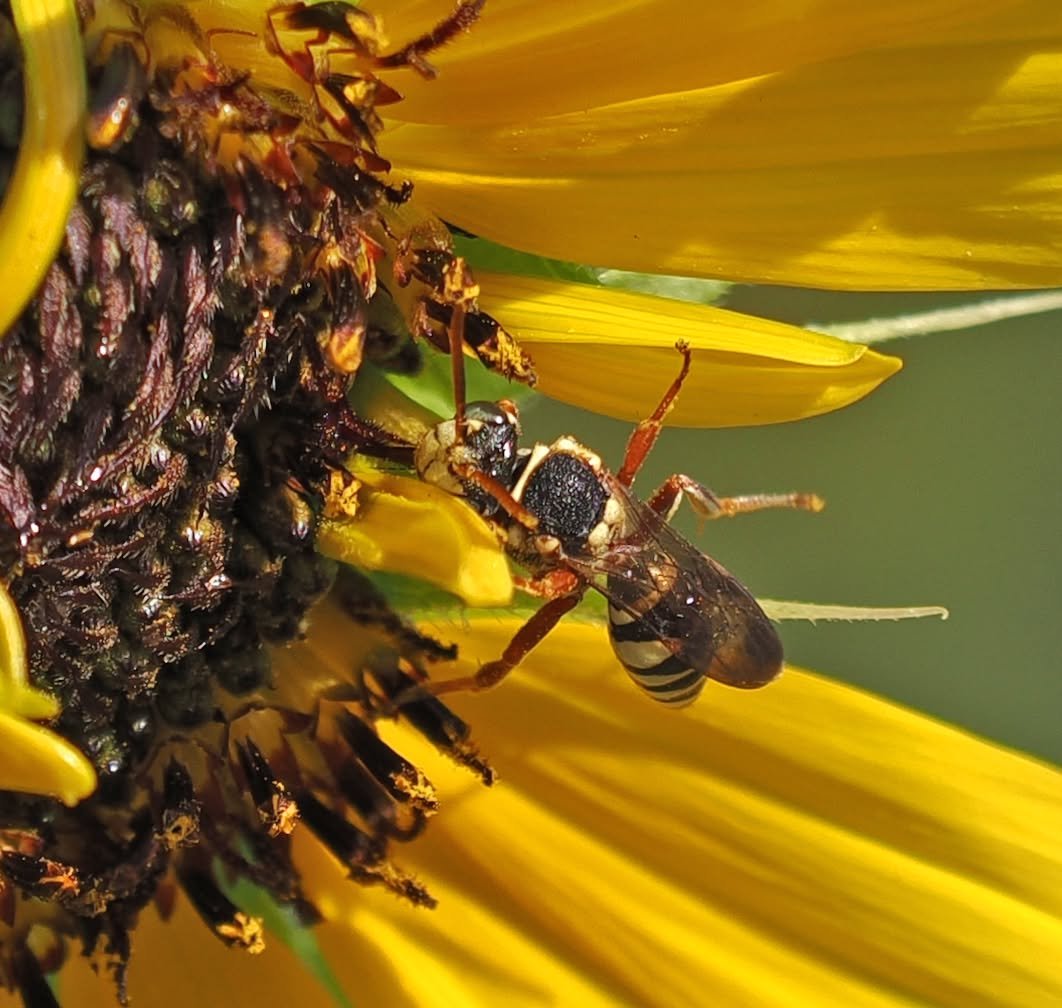 TheHolyHabibee's tweet photo. How do you tell a cuckoo bee apart from a wasp? They're both hairless, they're both "wasp-waisted" (due to a fusion of the last segment of the thorax with the first segment of the abdomen) and both consume nectar

If you ask me, I'd say "I just know" based on their flight. Wasps appear different on the wing and so I stick with my gut feeling to identify them. 

That's not good enough at times, nor is that good enough for you, so we go deeper. Look at the flight times, look at the surroundings. If you see a cuckoo, odds are her host species is nearby (and if you see a male cuckoo, odds are a female is nearby and thus the host is nearby). 

All this rambling stopped me from introducing Bee of the Day 340, Nomada texana, the Texan Nomad bee, a cuckoo bee belonging to a genus that parasitises ground nesting bees belonging to genera like Andrena, Agapostemon, Melitta, Eucera & Exomalopsis.

(The exact host of N. texana is not known to me, but you can safely assume it's a ground nesting bee!)

📷Roy Beckemeyer, Kansas