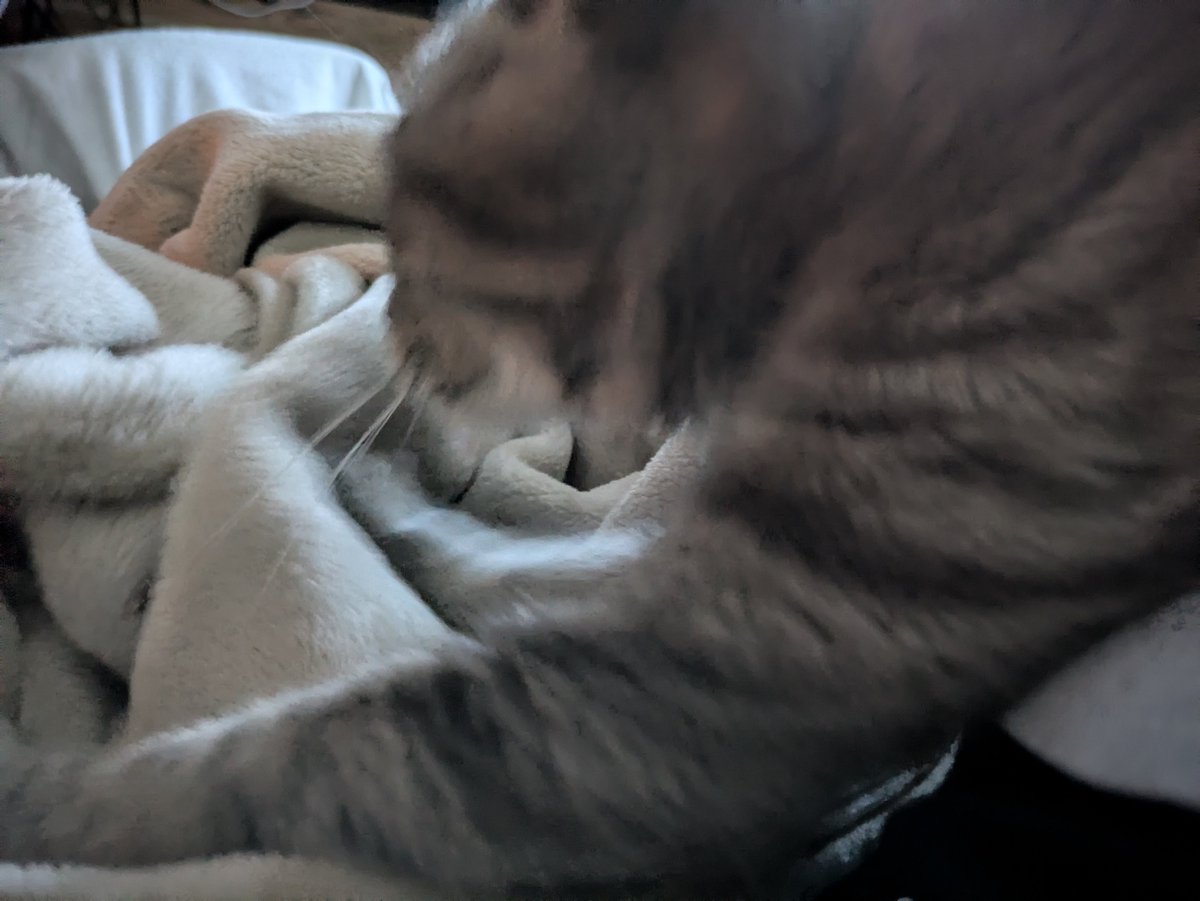 Yuitoss's tweet photo. 今日も日課のふみふみ🐾猫がお腹に乗った時の重みも癒し(=^・・^=) https://t.co/ci9SKsQ3mf