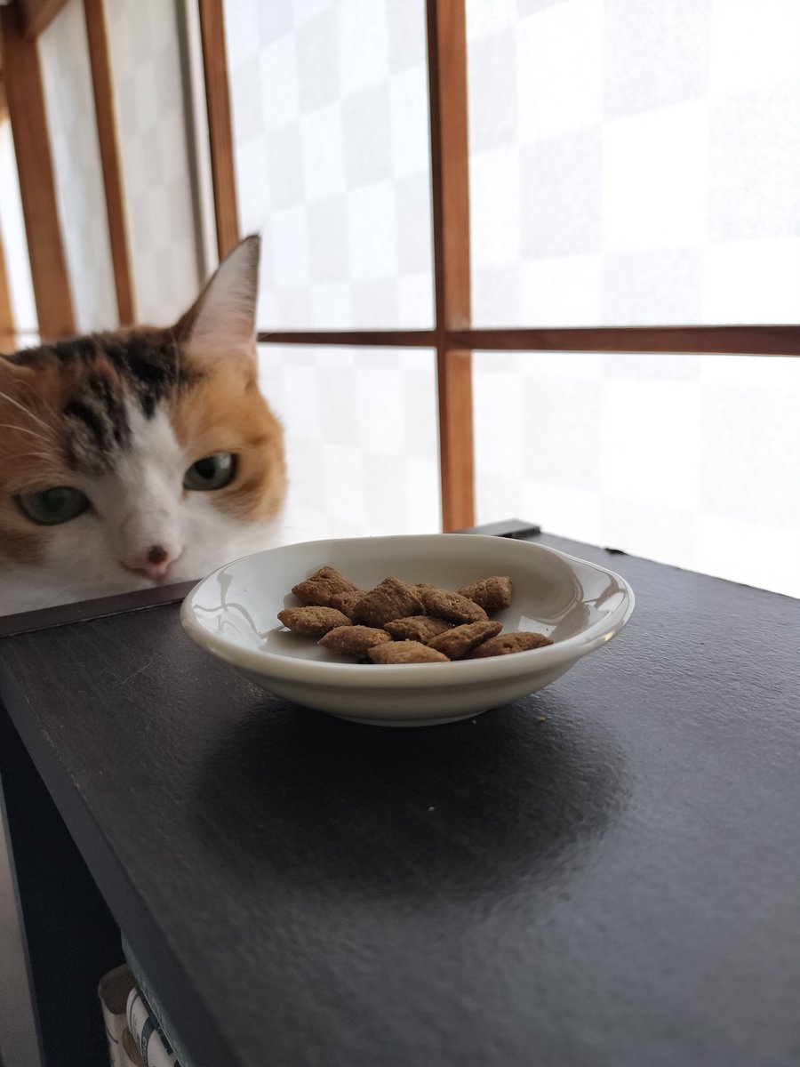 mikenekolala's tweet photo. よいこはねるじかんだね！
いいゆめみてね！
またあした！
このぽすとのおへんじはおやすみするよ！
いちねんまえのきょうのらら！ https://t.co/hXGOoiMj18