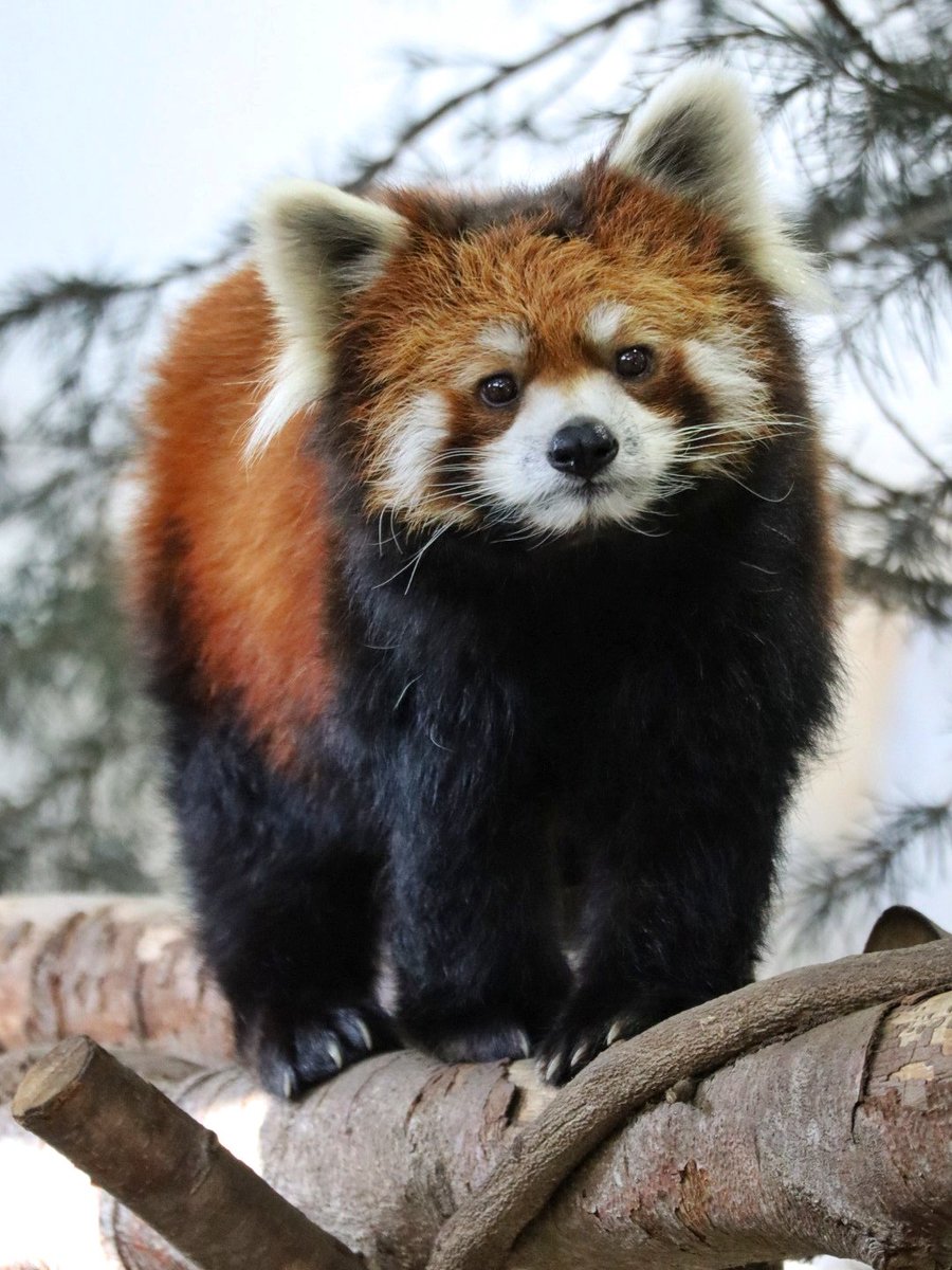 pom_lesser's tweet photo. お目目キュルルンなロンちゃん🐾
#栄栄 #ロンロン
#レッサーパンダ
#redpanda
#lesserpanda
#레서팬더 https://t.co/jIMU5nFTfU