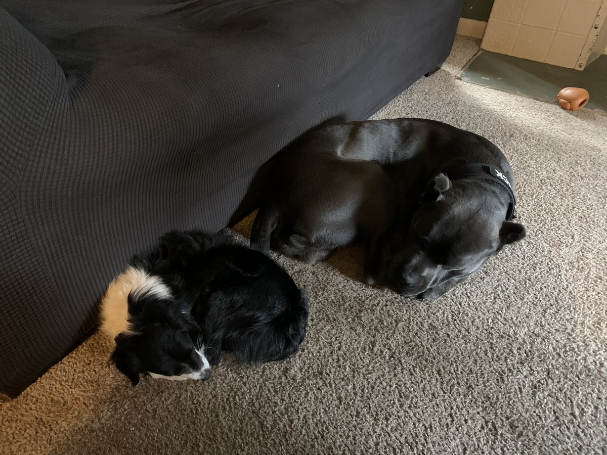 EPMissions's tweet photo. Sometimes love looks like making room. Even when you have every reason to say, “That’s MY bed.”
There’s something beautifully familiar about the way a family loves—making sacrifices, giving up what’s comfortable, and choosing the other person simply because they matter to you. https://t.co/37OZKRycs3