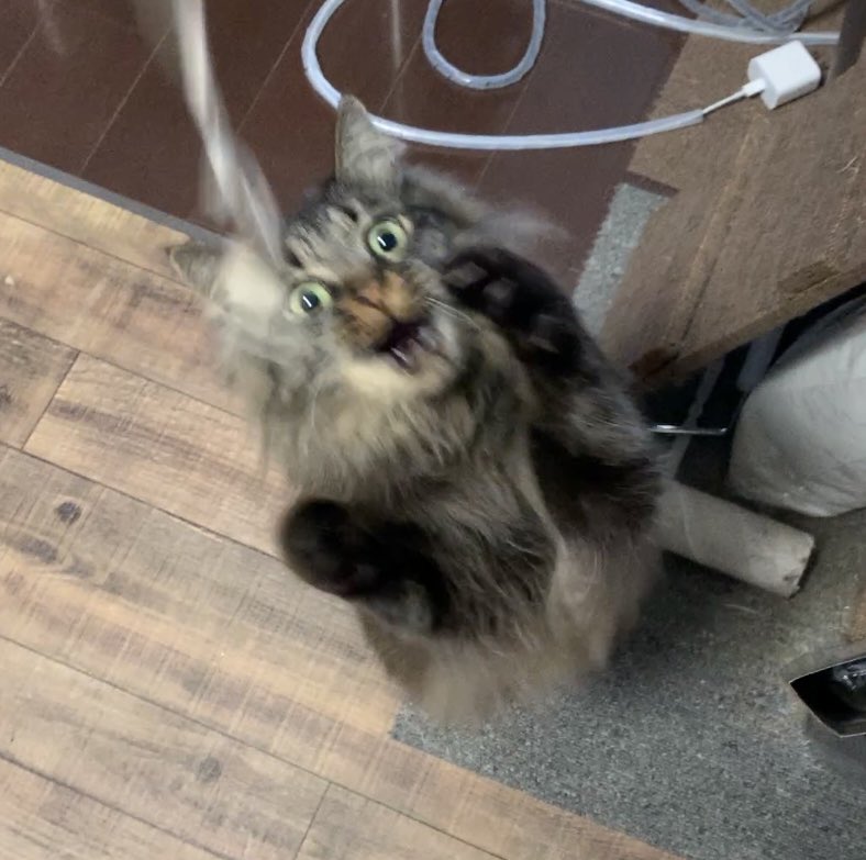 fgo98513627's tweet photo. @Nemuri_BukaZzz 何とか家に帰りつき、安心した瞬間獰猛な獣に襲われる展開はあります！ https://t.co/fSAmxQlDa4