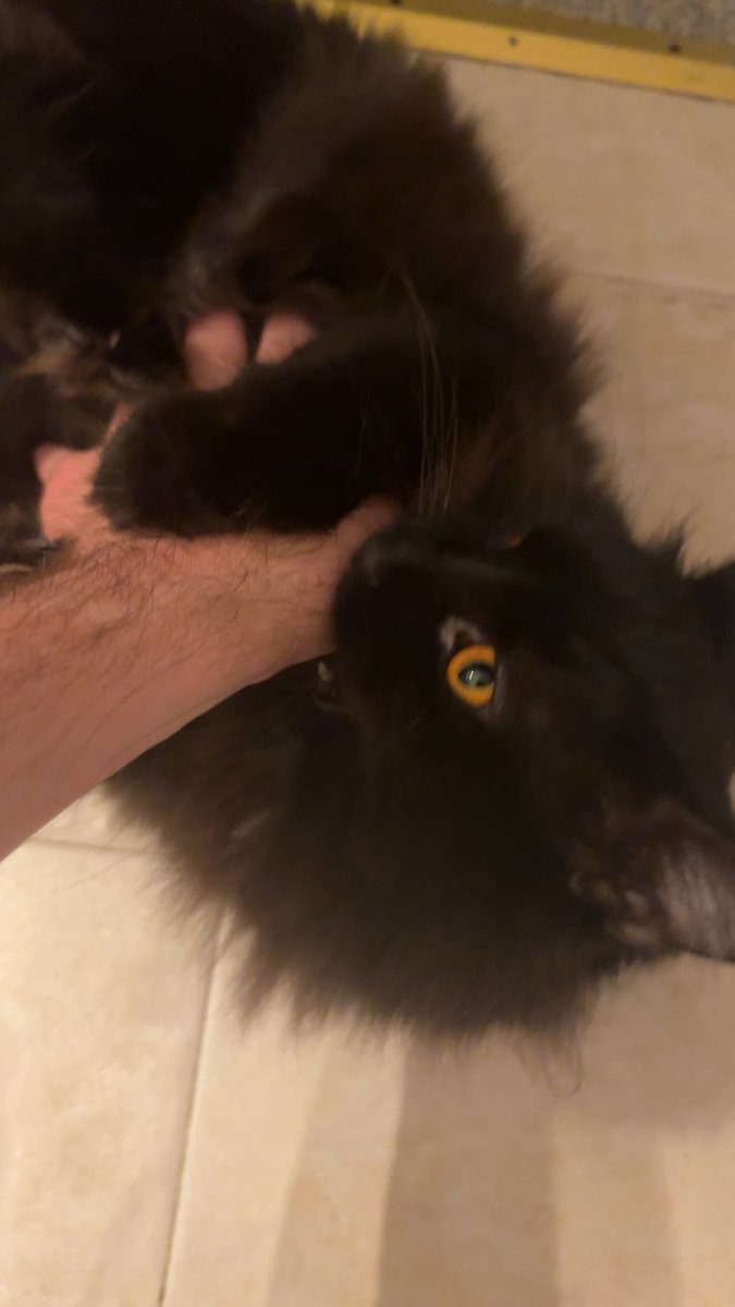 Sol_and_Yui's tweet photo. @WalterBestBoy @gooseydotgov we’ve only got tummy trap tuesdays over here 😂 lentil such a sweetie ❤️ https://t.co/S88fAeYDpJ