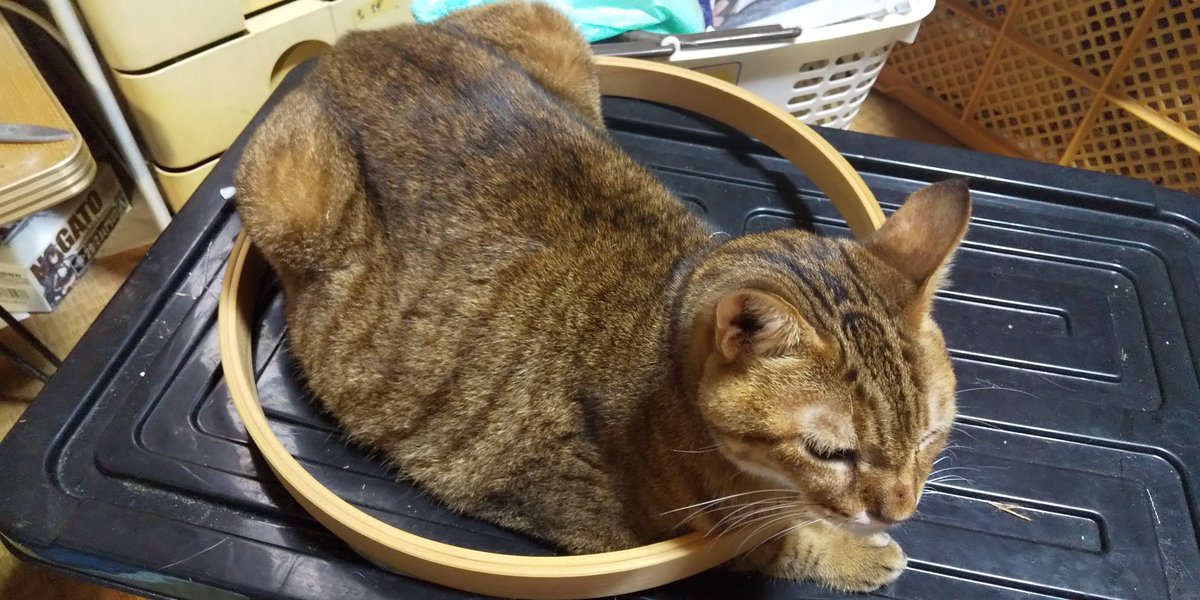 kurohigechibi's tweet photo. くりくんの涎が気になるので病院に連れて行ったところ、口の中に腫瘍を発見😱
金曜日に病理検査を受けることになりました…。
命に別状ないものであってほしいです😭 https://t.co/c49WQi00F5