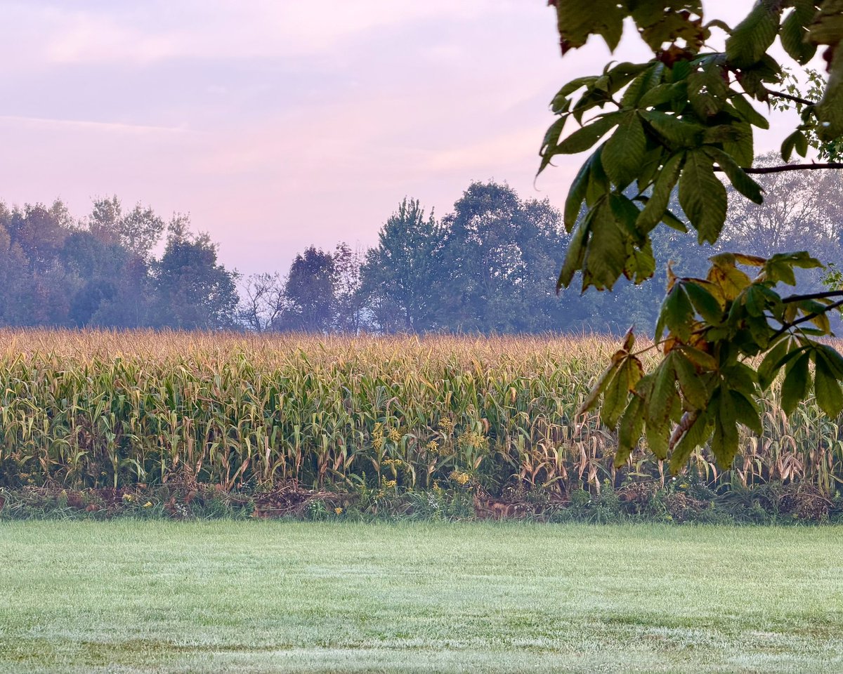 GordonZernich's tweet photo. @DavidDTawil Dillion is dead🙋/the harvest is in @Buckeyes @farm @CenterraCO https://t.co/6YfKo93MKV