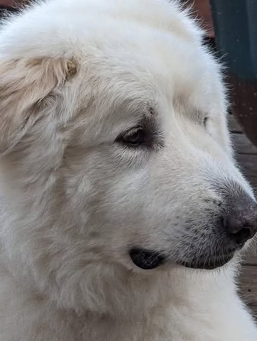 grea46980's tweet photo. I lost my baby this morning, only the heartless won't say RIP. 📷 📷 https://t.co/ct9oGvBpE6
