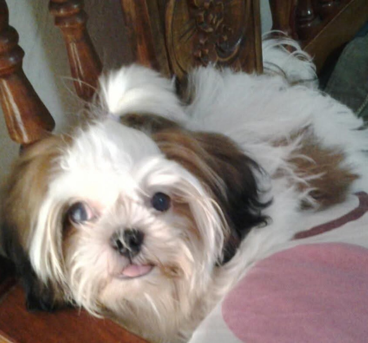 ellaboratebunny's tweet photo. You never bit, you only loved. Patient, friendly, and my absolute best friend. Even after 12 years, you're still the best part of my story and my inspiration.  Miss you always, my angel. 🐶🪽🌈
Fiction may fade, our bond remained🖤🤍❤️‍🩹 https://t.co/0lYjK4Lovs