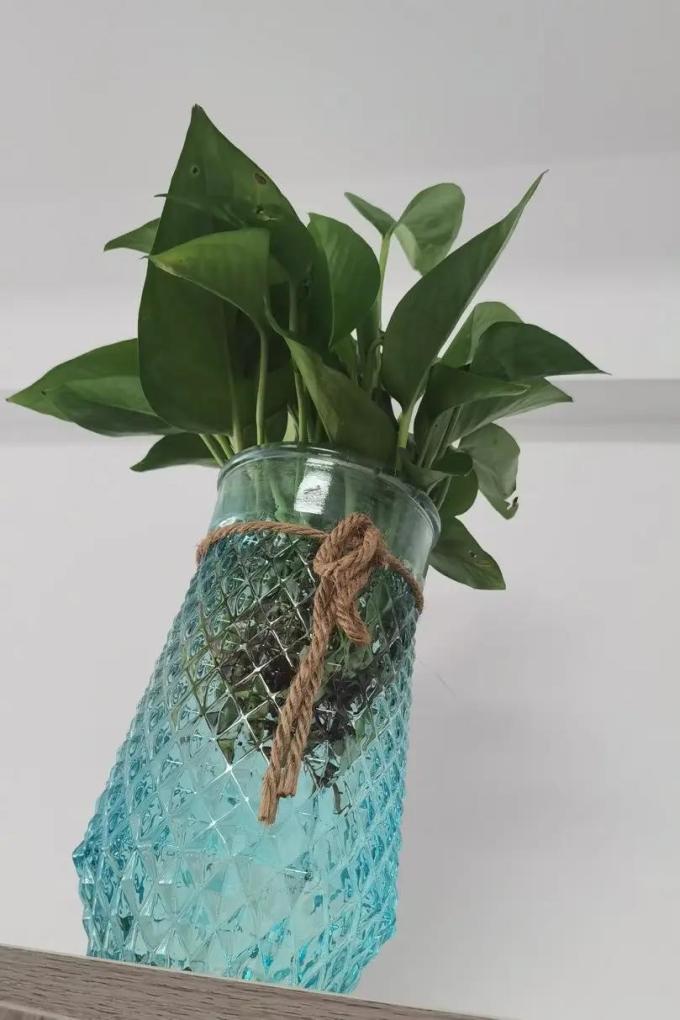 ErnestinaSbr's tweet photo. Tu pothos se ve amarillento Reduce el riego y colócalo en luz indirecta, volverá a lucir verde en poco tiempo! https://t.co/a8ZD4rbrNi