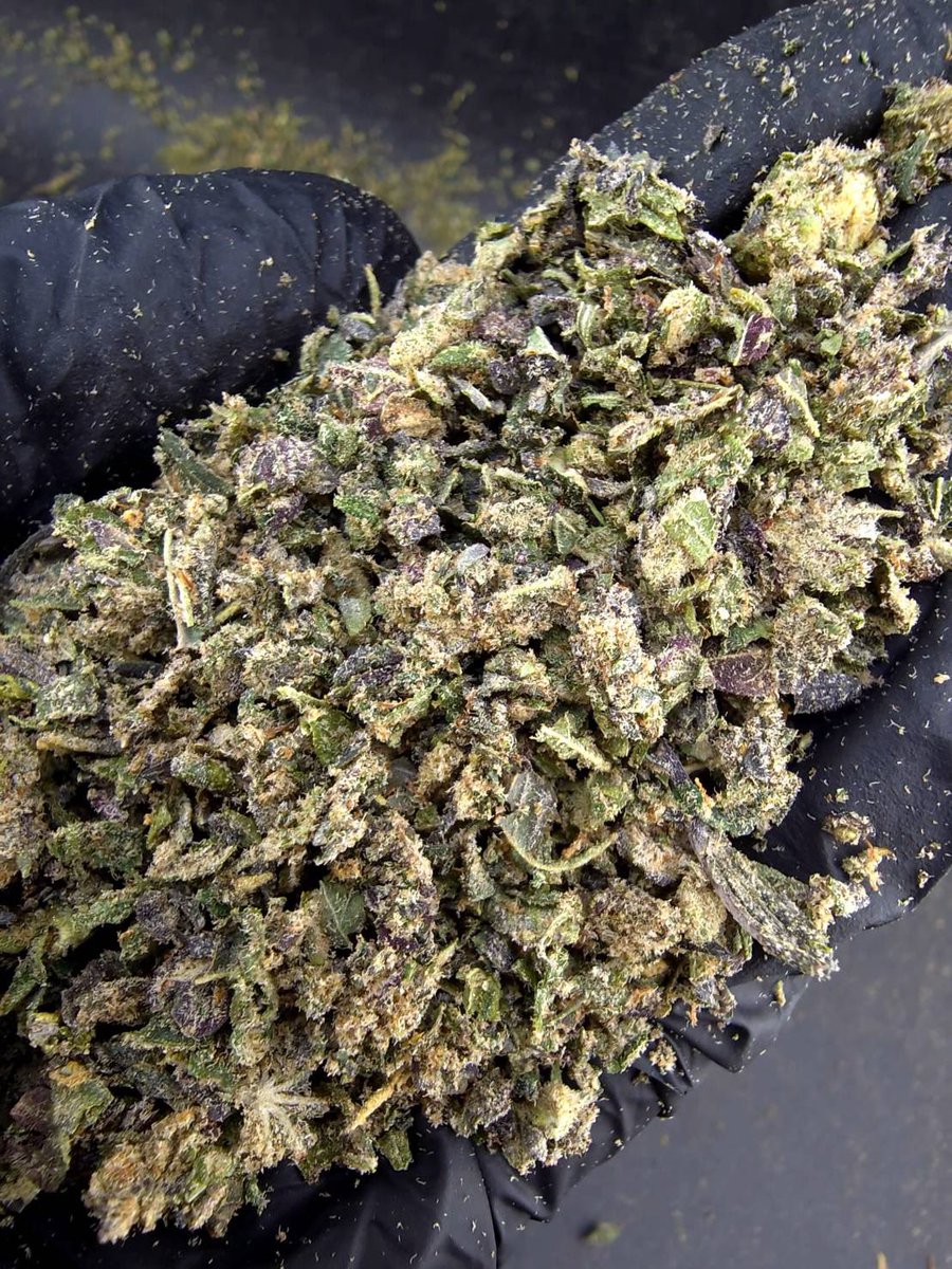 kaai_neuua_boi's tweet photo. ⏳【 🍃Indoor • Powder 】🇹🇭

🔸 Cap Junky 🧢⛽️
🔸 Hybrid 🔸THC34%👃🏼🧢

Aroma🔻Diesel 🛢️Flowery🌸Gas⛽️

💸100G = 550฿ , 1KG = 1,600฿💸

🛍️สนใจสินค้า @Line 
ทักแชท ตามสั่งได้เลยครับ🔻
Line ID (.) ▶️ 0924153858.
https://t.co/FhkqQ5HvfG

#weed #cannabis #og #กัญชา #สายเขียว #weedthailand #BaiTrim #กัญชาใบทริม #สายเมา #กัญชาอุบล #กัญชารังสิต #กัญชานนทบุรี