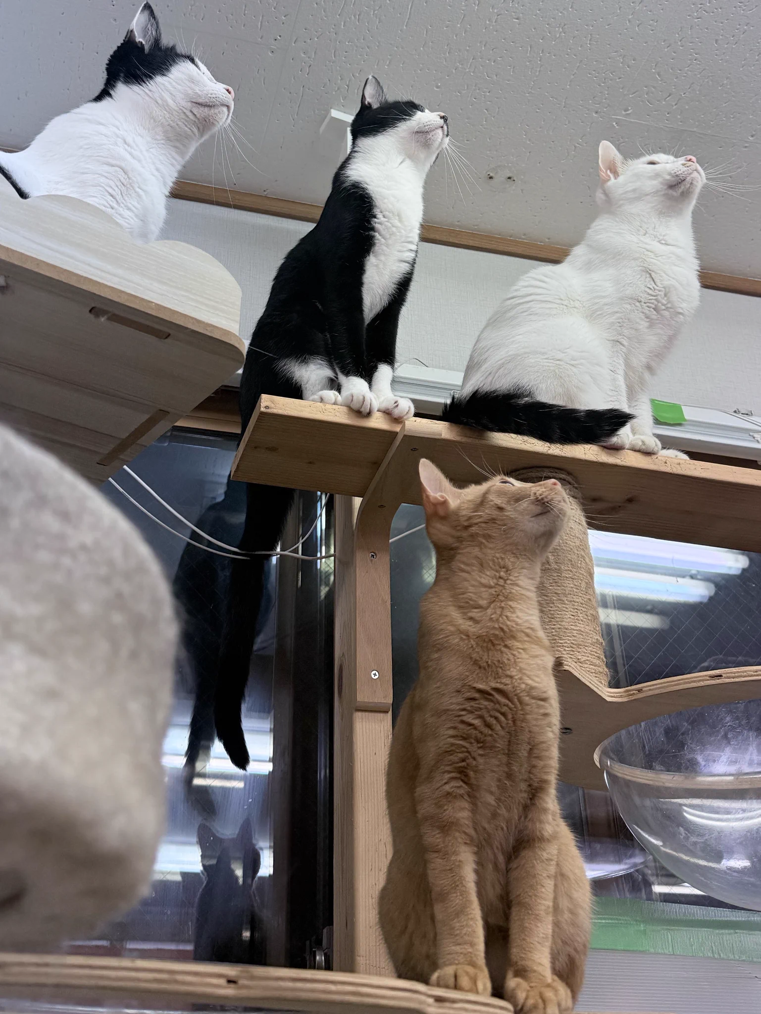 ねむり猫 ～8/31まとめ割引up つくね tsumire_ 🍬🐈 on X: 