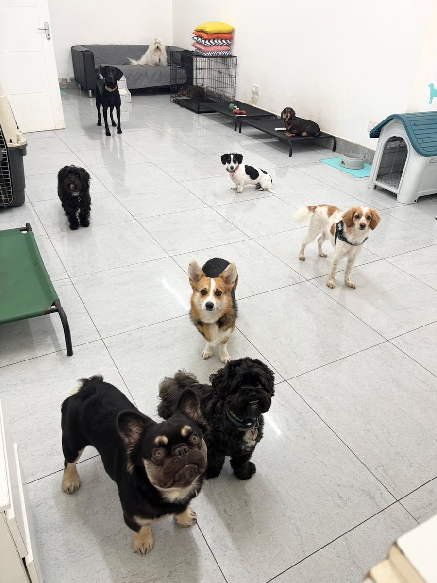 gandsdogcare's tweet photo. We have the cutest crew 🥰🐾 #islington #london #northlondon #barnsbury #canonbury #angel #kingscross #holloway #highbury #dogdaycare #doggiedaycare #corgi #dachshund #cotondoodle #shihpoo #cockapoo #frenchbulldog #frenchie #labradormix #cotondetulear https://t.co/K0aJa7wcAn