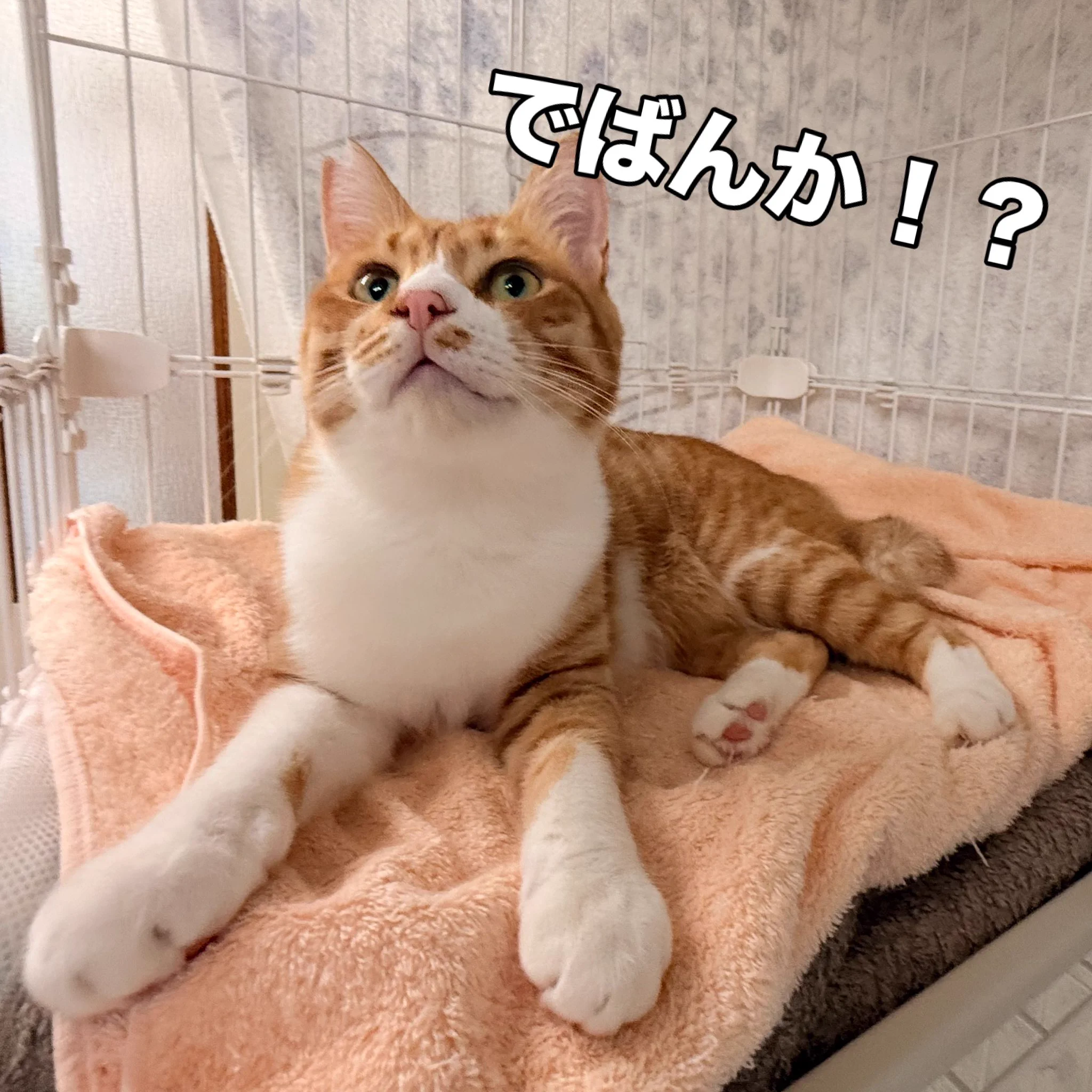 一般社団法人オホーツクねこの会【公式】 on X: 
